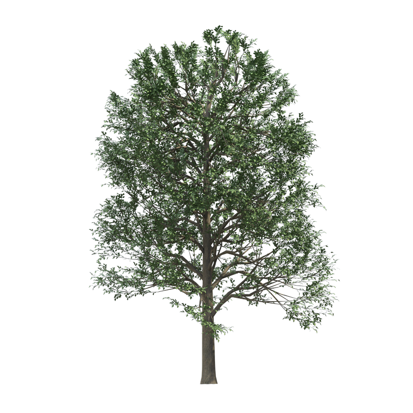 Alnus glutinosa - Black alder